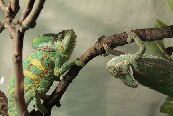 two chameleons