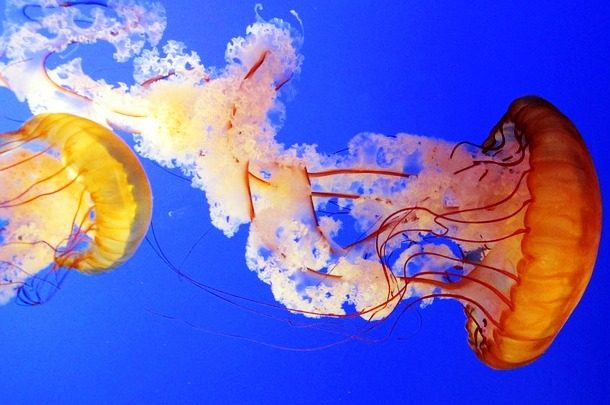 Scarlet Jellyfish 