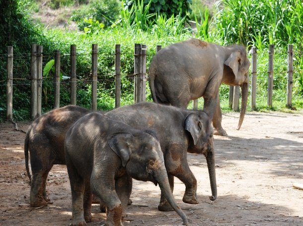 Javan Elephant