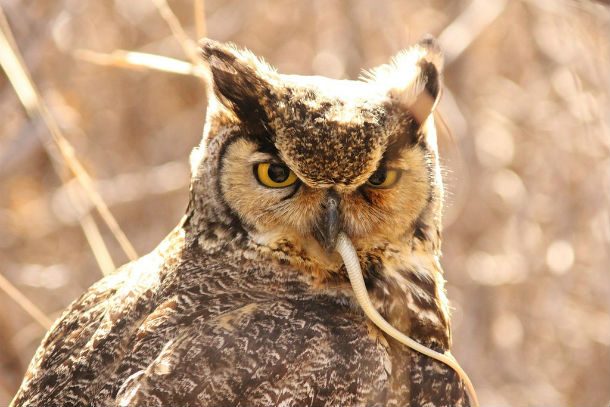 owl with mouse tail hanging from mouth