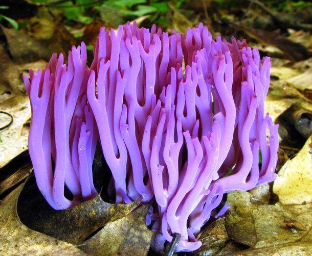 Violet Coral
