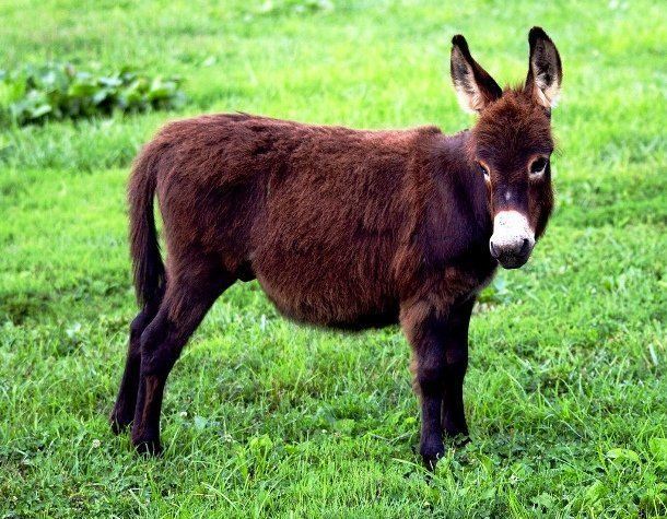 Miniature Donkey 
