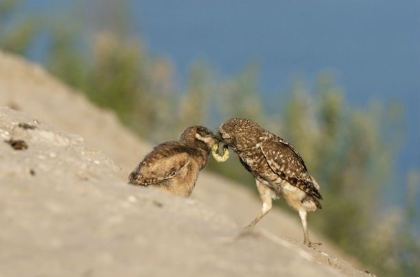 mommy owl feeding baby
