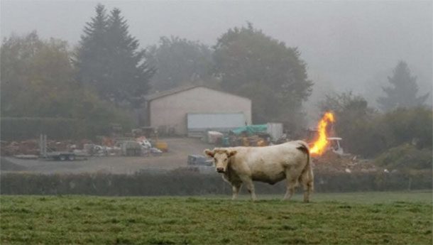 cow fire fart