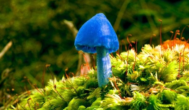 Sky Blue Mushroom
