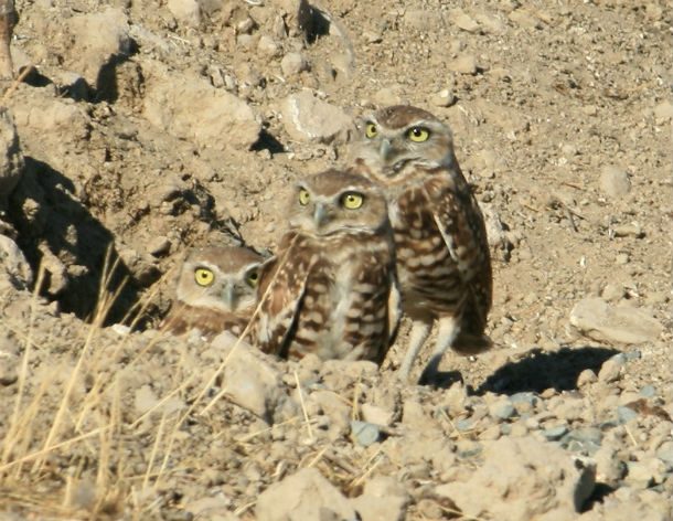 owls in dry rocky place