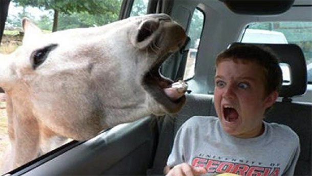 donkey scaring kid in car