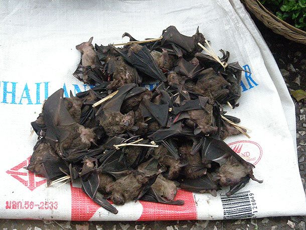 1600px-Bats_for_eating_in_Laos