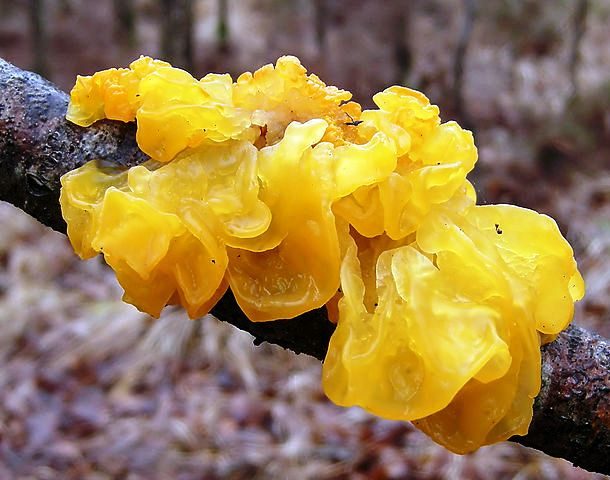 Golden Jelly Fungus