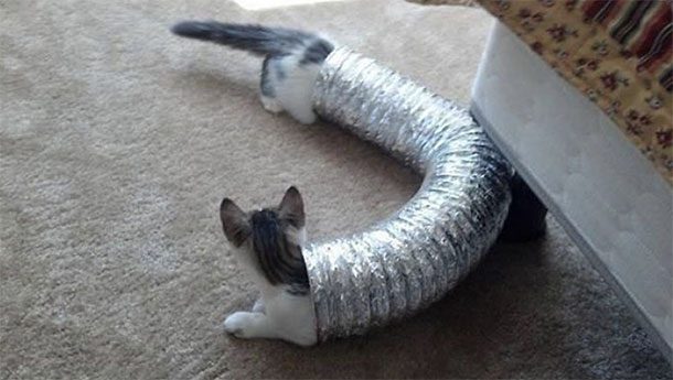 cats stuck in a pipe