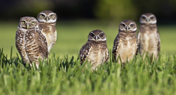 parliament of owls