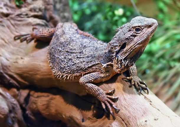 25 Exotic Animals You Could Legally Own