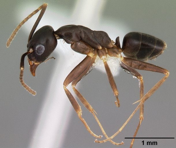 Gracilidris Ant 