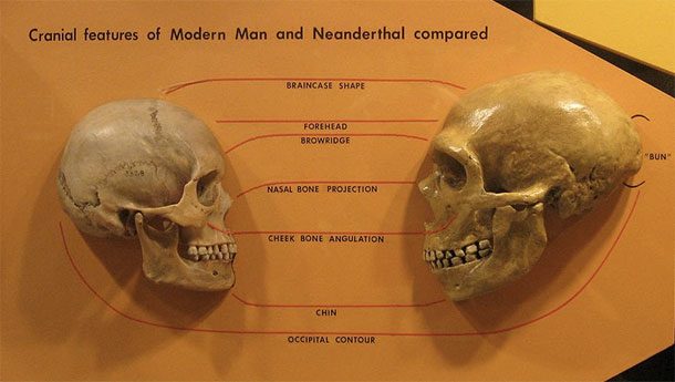 neanderthal and homo sapiens