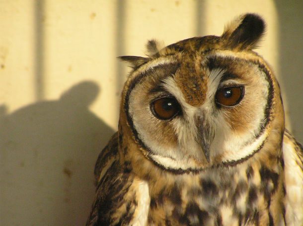 owl with shadow