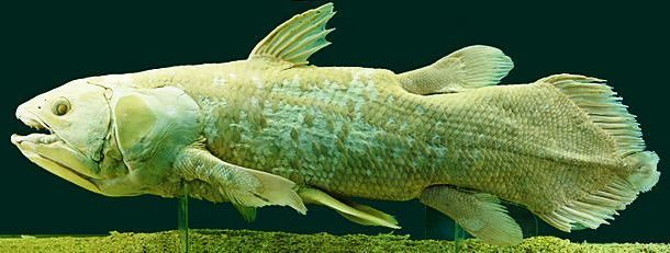 Coelacanth 