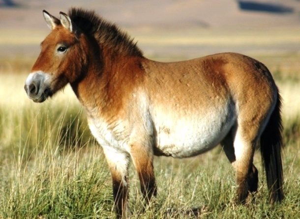 Przewalski's Horse 