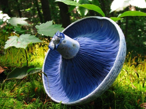 Blue Milk Mushroom