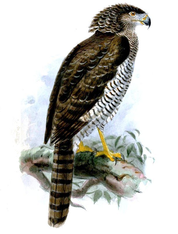 Madagascar Serpent Eagle 