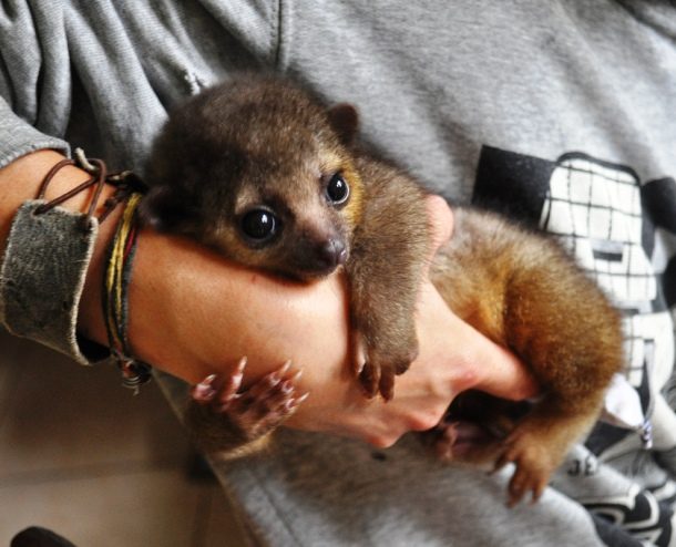 25 Exotic Animals You Could Legally Own