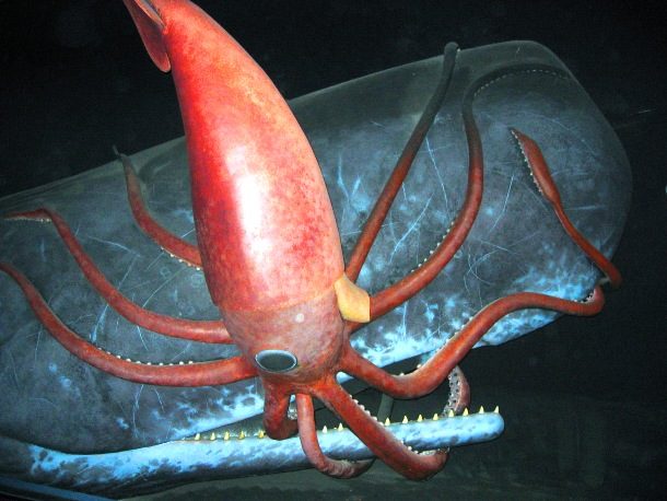 Giant Squid 