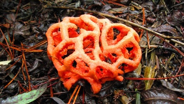 Red Cage Fungus 
