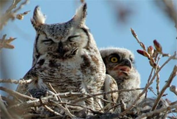 owl, ears back