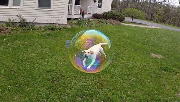 dog in a bubble
