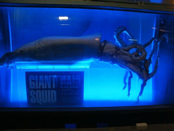 Giant_squid_display_at_Kelly_Tarltons_Underwater_World