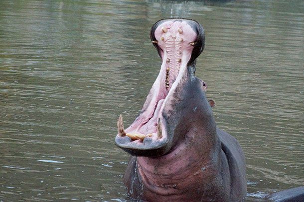 Hippo_mouth_opening