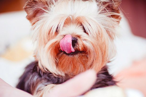 Pet-Tongue-Cute-Dog-Yorkshire-Terrier-Animals