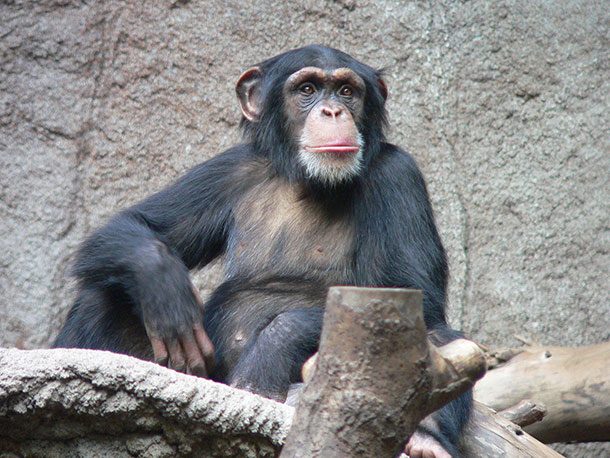 Schimpanse_Zoo_Leipzig