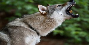 25 Crazy Killer Pets Who Ate Their Owners