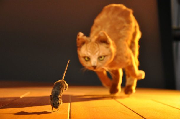 cat and mouse chase