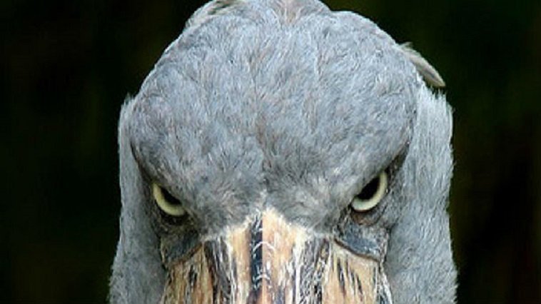 A close up of a bird's face