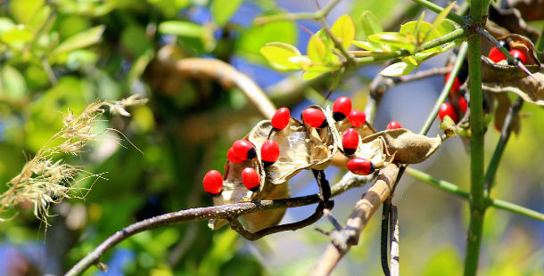 A red and black seed pods on a tree branch