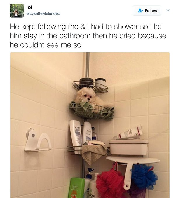 dog shower joke