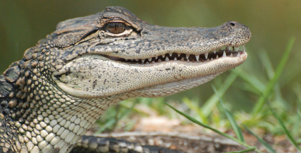 A close up of a crocodile's face