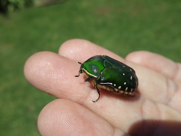 green-beetle-979291_640