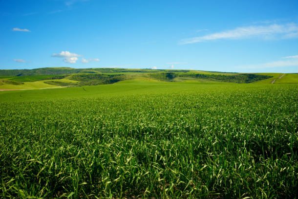 green-midwest-farmland