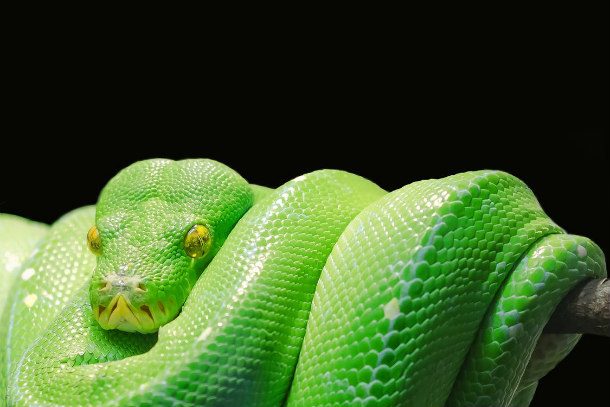 green-tree-python-python-tree-python-green