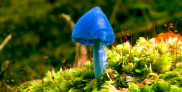 25 Most Bizarre Mushrooms You Need To See