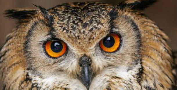 25 awesome owl facts you'll want to know