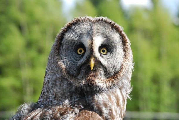 owl flat face