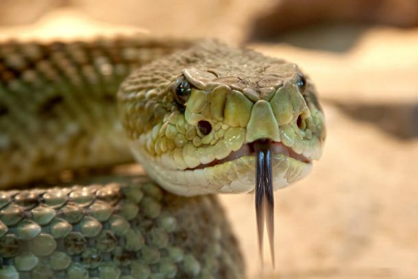 rattlesnake-toxic-snake-dangerous