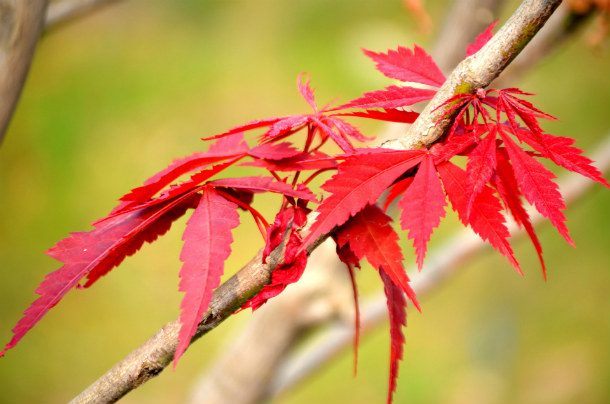 red-maple-tree