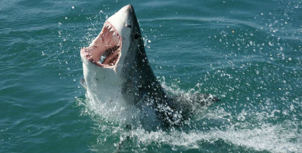 A terrifying stories attack of shark with its mouth open