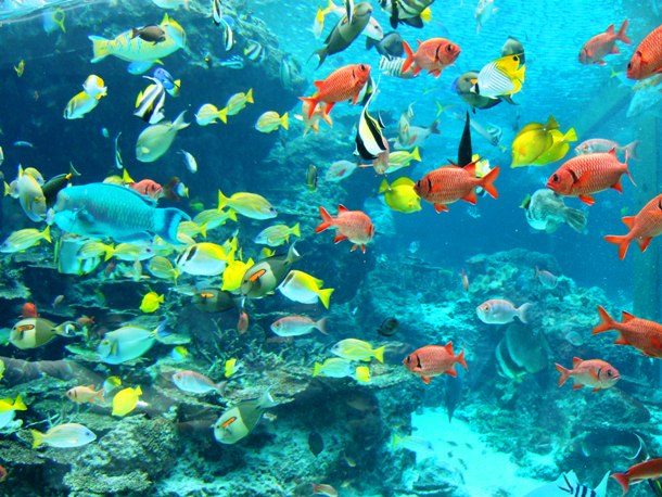 Okinawa Churaumi Aquarium, Okinawa, Japan
