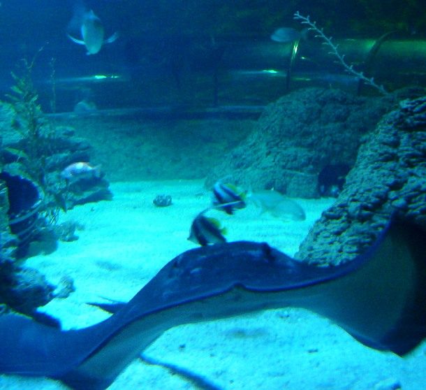 Aquarium of Western Australia, Perth, Australia