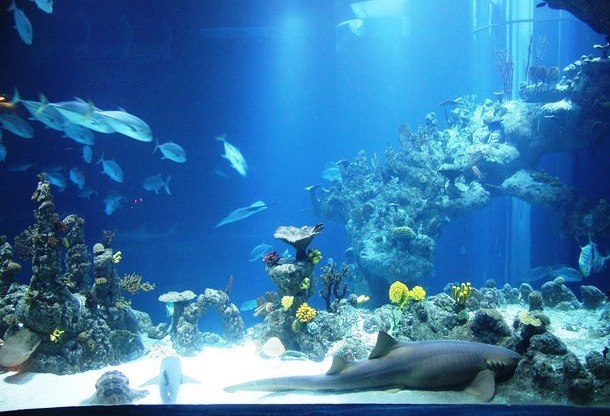 The Deep Aquarium, Hull, UK